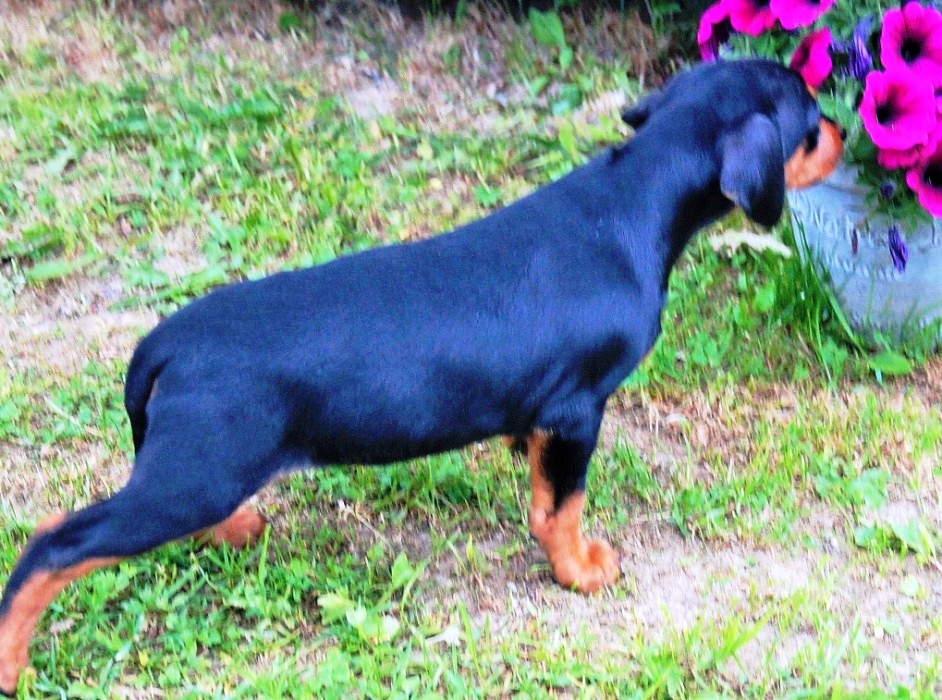 Pinscher * Xélanc Young Yozhi 7 veckor